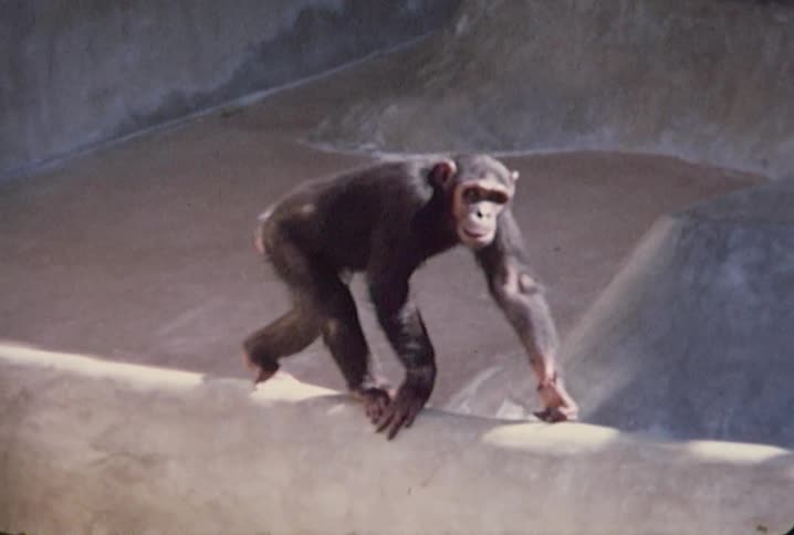 A chimp climbing and then walking along the wall of his enclosure while another chimp relaxes in the background