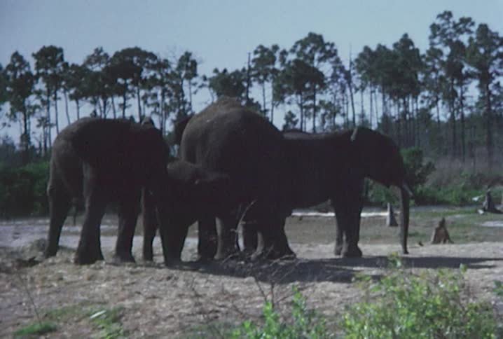 A family of elephants stands together in a field surrounded by trees
