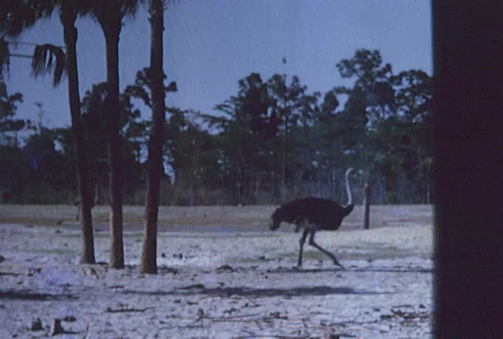 Old footage of an ostrich and deer walking under palm trees