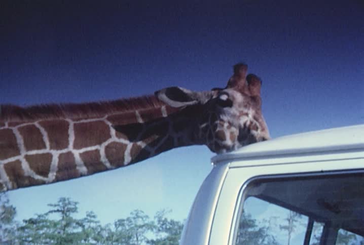 A giraffe licks the roof of a van