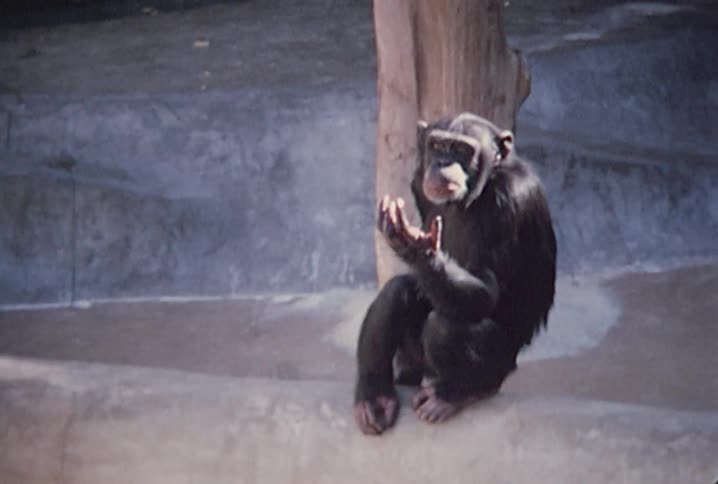 Old footage of a chimp at the zoo