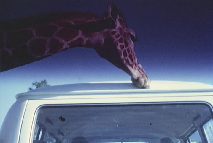 A giraffe licks the roof of a van
