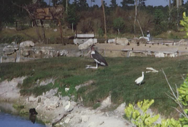 Various animals are shown at a zoo