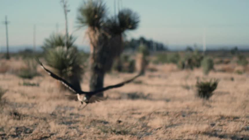Large bird lowers itself towards the ground as it flaps its wings