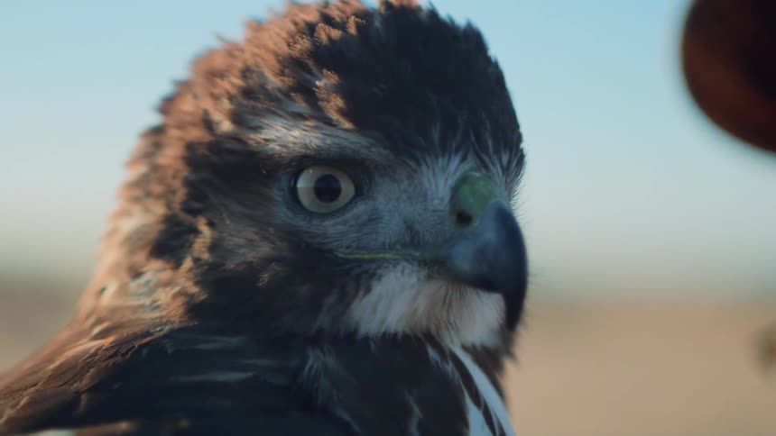A wild bird looks around