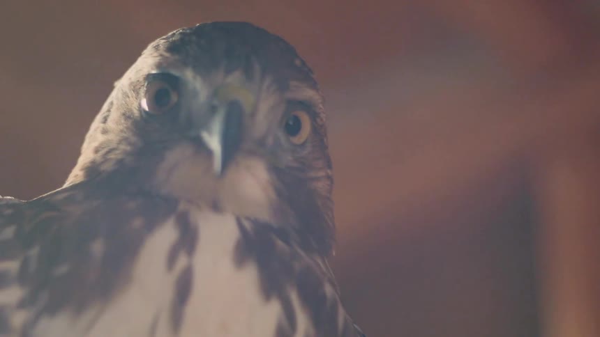 A hawk turns its head and stares
