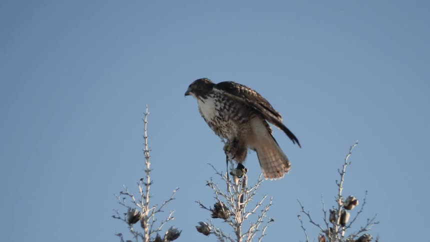 A falcon spreads its wings while perched on a treetop
