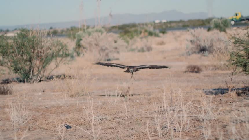 A hawk flying close to the ground
