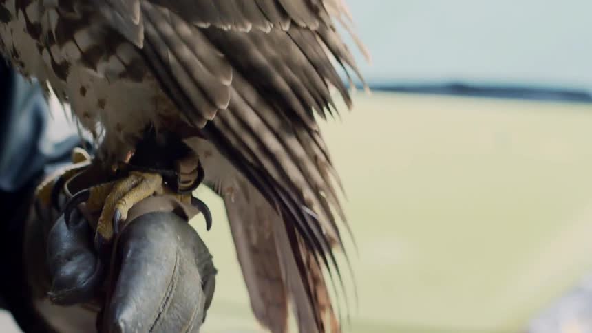 A bird of prey rests on a persons gloved hand