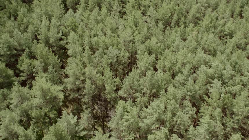 The forest below is dense