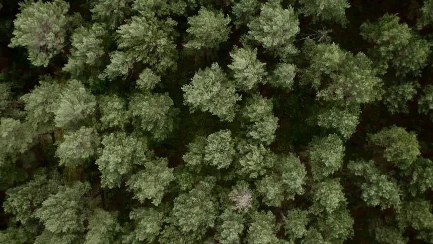 Birds eye view of trees in a forest