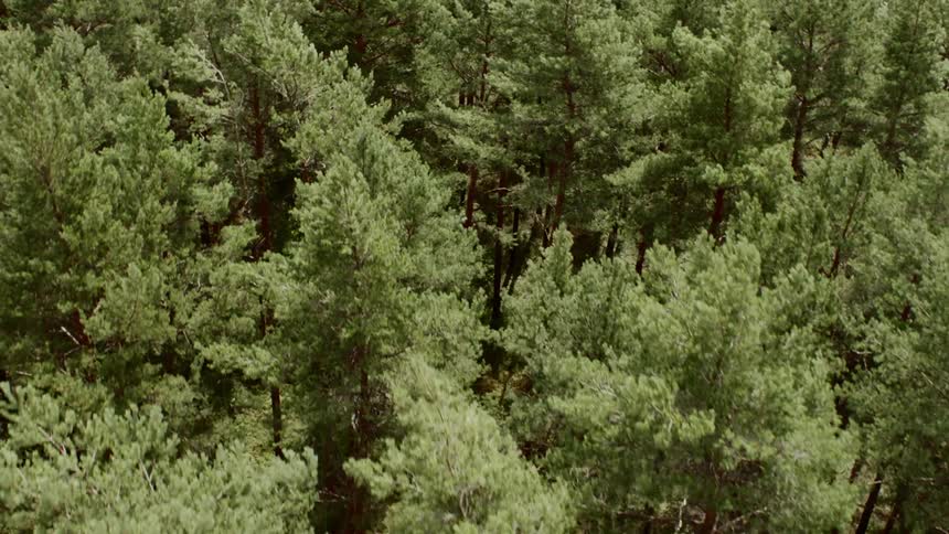The tall trees give shade to the forest