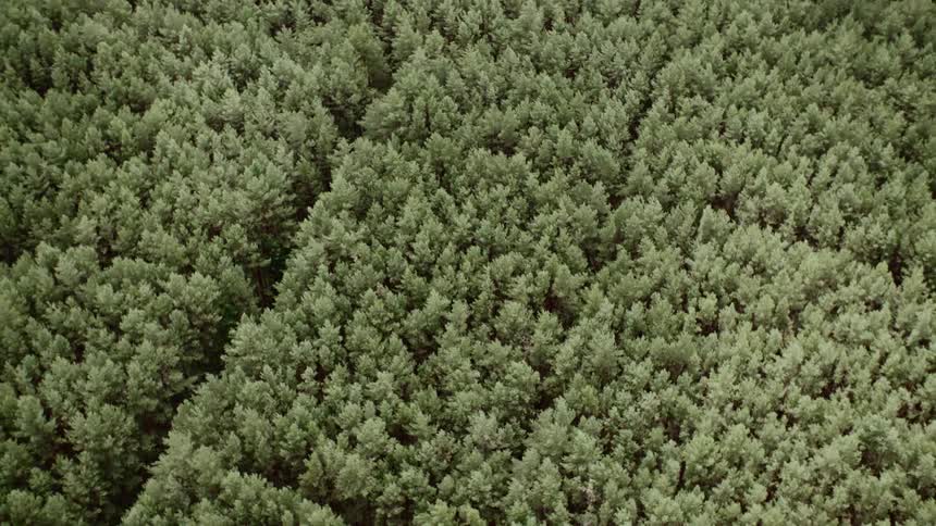 Passing over very dense green tree tops