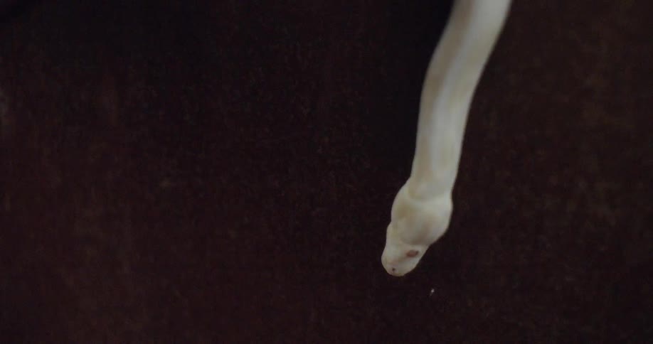 A snake slithers down a wall