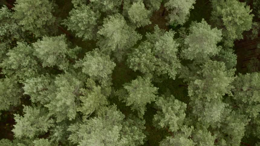 Light illuminates the upper canopy of a forest