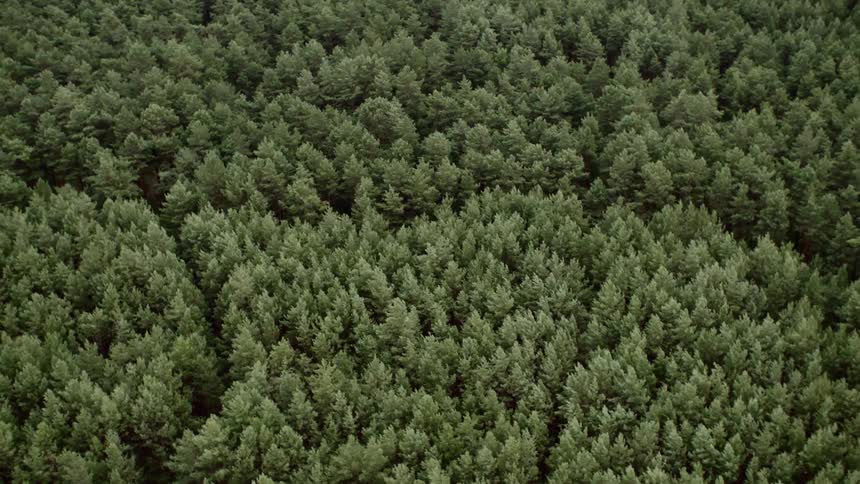 A large forest of pine trees
