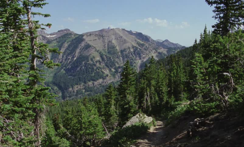A forest on a mountain slope during the day