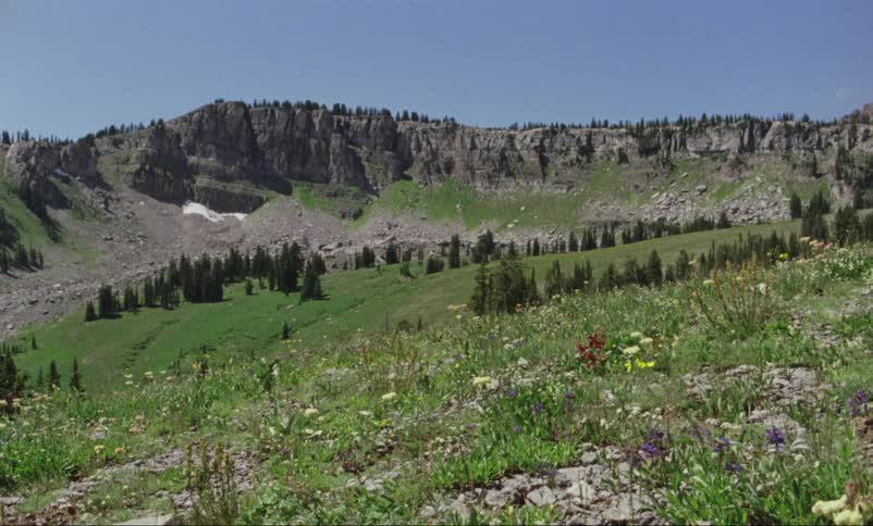 Wild flowers and pine trees grow in mountains in the wilderness