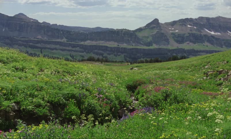 Flowers wave in a gentle breeze near the mountains