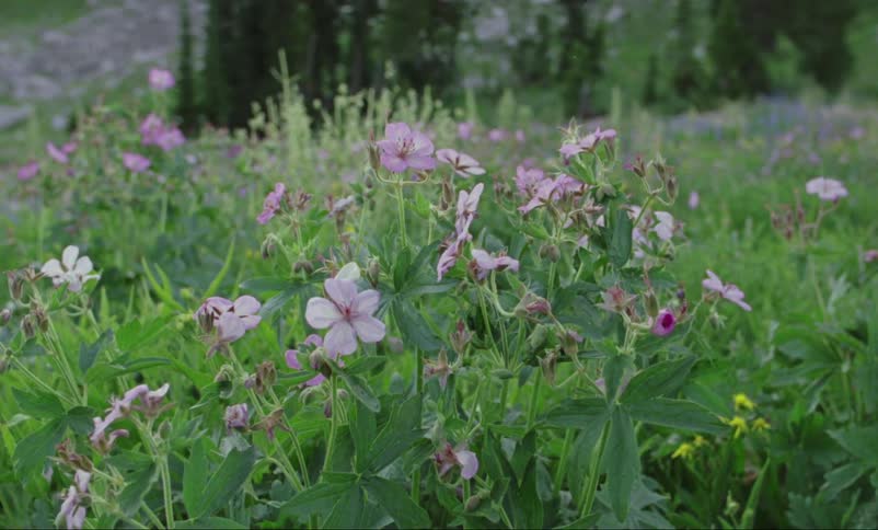 View of a field of flowers