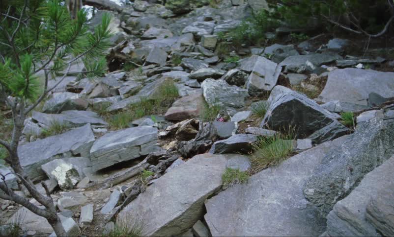 Squirrel eats a nut as it sits near the rocks
