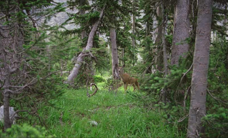 Deer stands still in the dense foliage of a pine forest