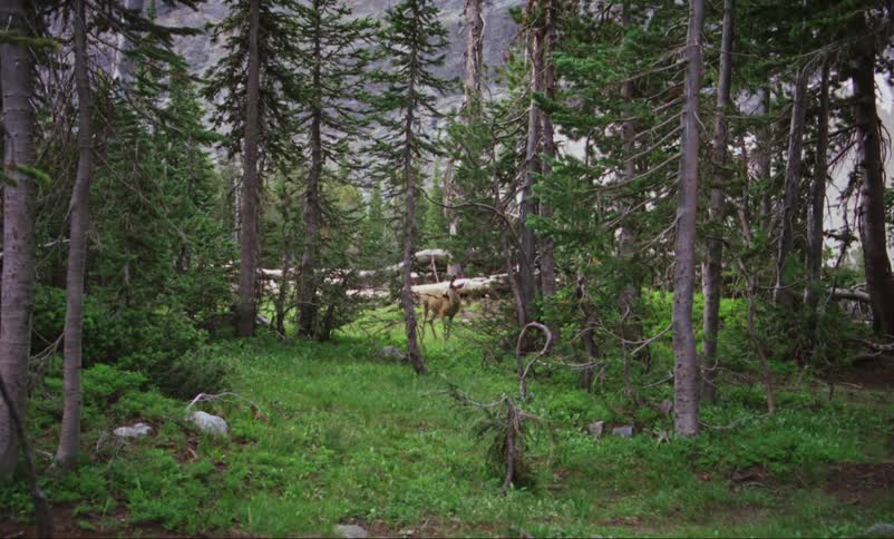 A buck stands in a forest of pine trees while grooming its back