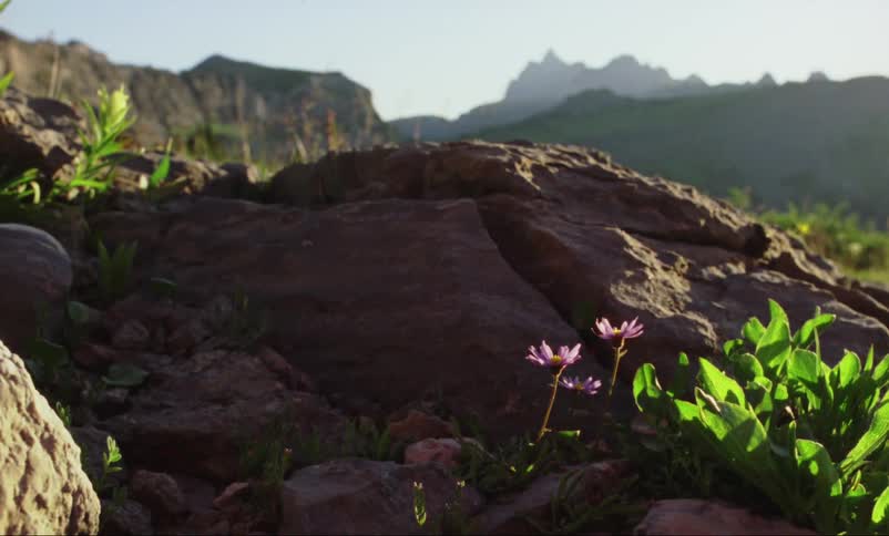 Wild flowers and plants surround cracked rock with mountains in background