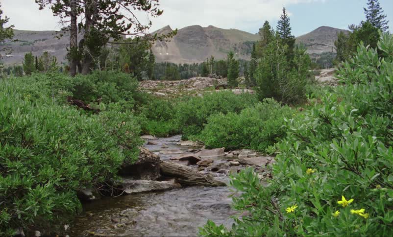 Water in the creek flows over the rocks near the bushes