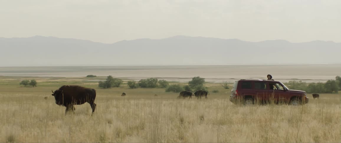 A man gets out of his truck and watches a bison walk across a field