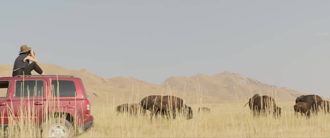 Photographer sits on roof of sports utility vehicle photographing bison on plains near mountains