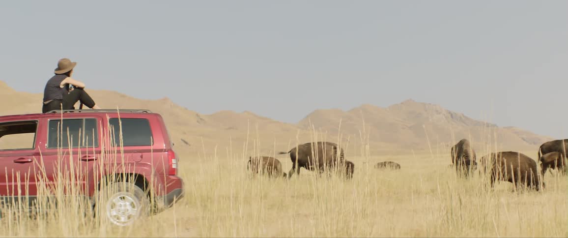 A woman sits on top of her suv and looks at animals grazing