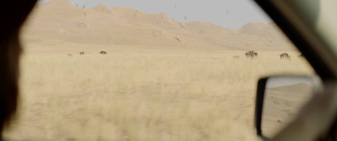 Woman driving by a field in the countryside watching herd of bison graze
