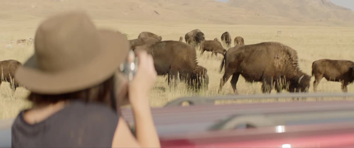 Woman photographing herd of bison in a field