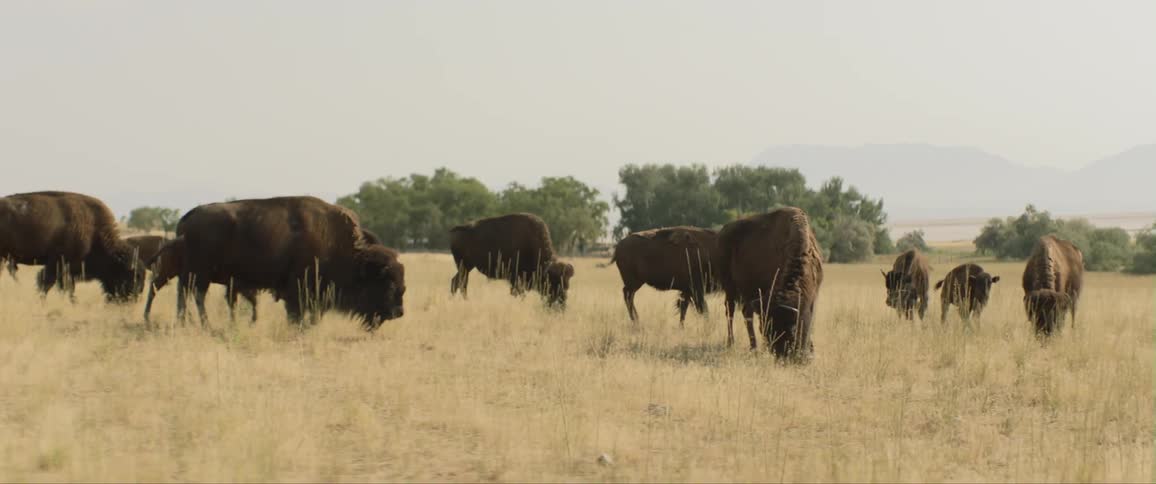 Buffalo heard grazes on brownish yellow grass near trees with mountains on horizon