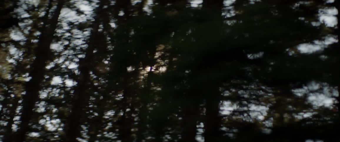 The sun shines through the trees in the forest