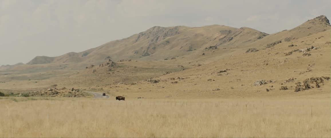 An animal walking through a grassland near a road