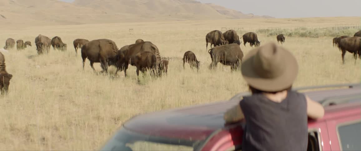 A woman watches buffalo from a car