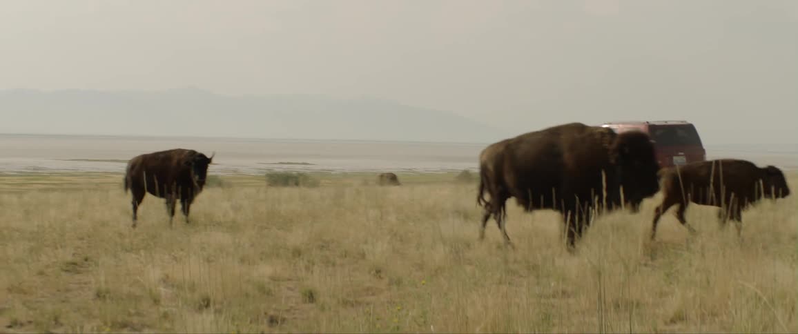 Red suv driving through a field nearby a herd of bisons