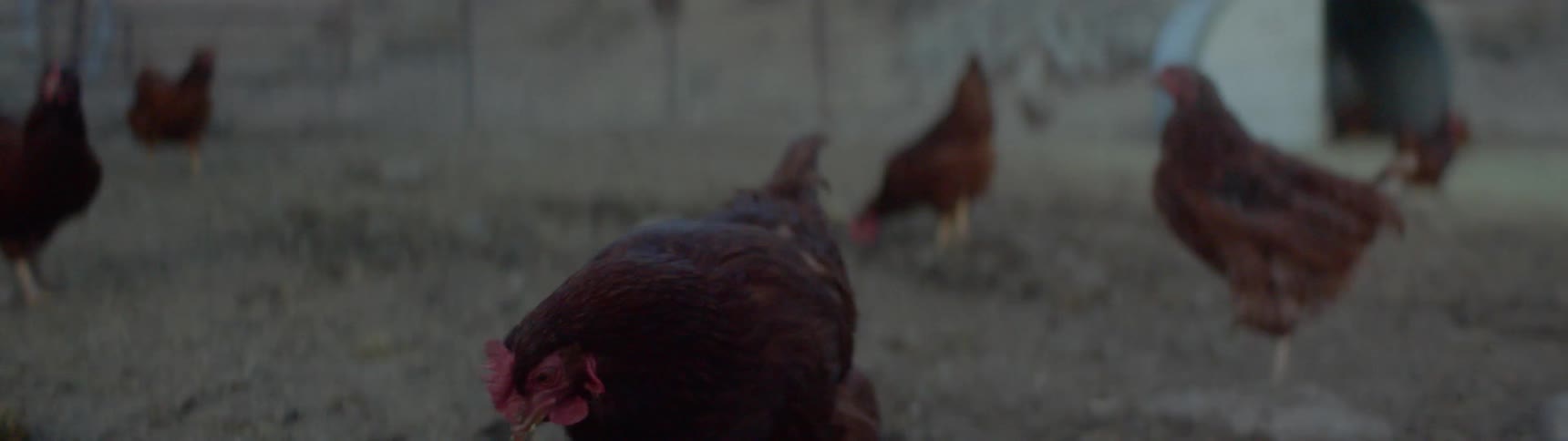 Chickens walking and feeding from the floor outdorrs