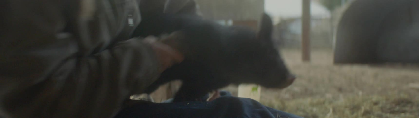 A person is holding a baby pig that is jumping around