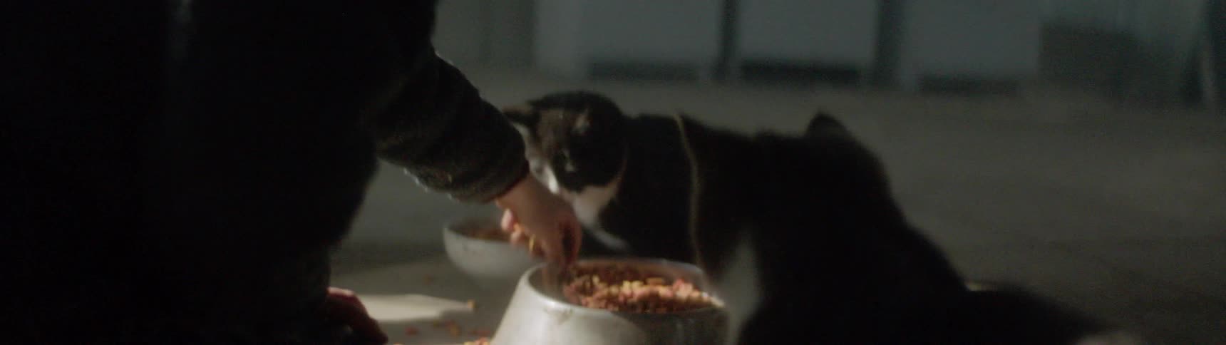 Two people place food in the cats dishes as the cats eat the food