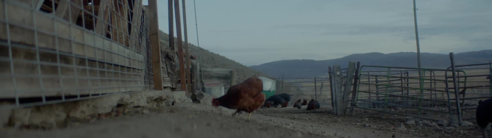 A chicken and pigs within a gated area on a farm