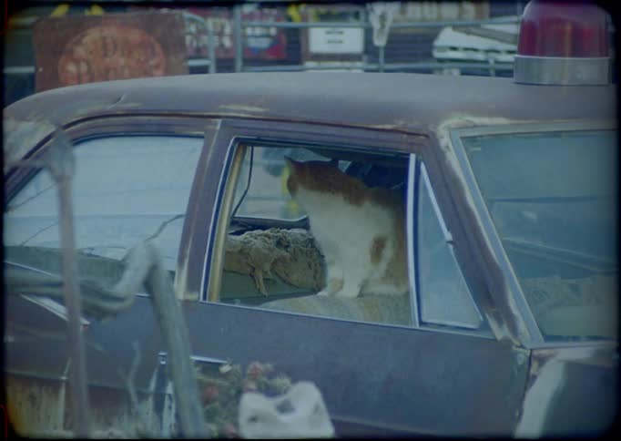 A cat sits in a beaten up car