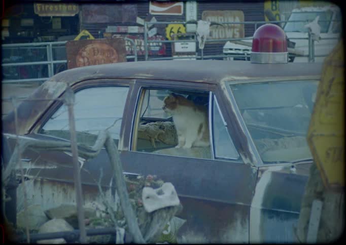 A cat sits in an old police car