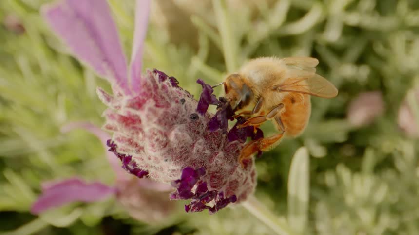 A bee pollinates