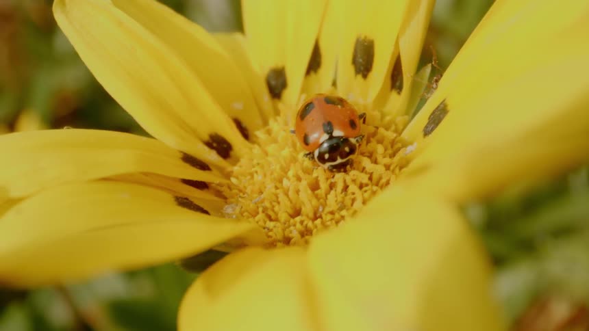A ladybug sits very still in the center of a yellow daisy