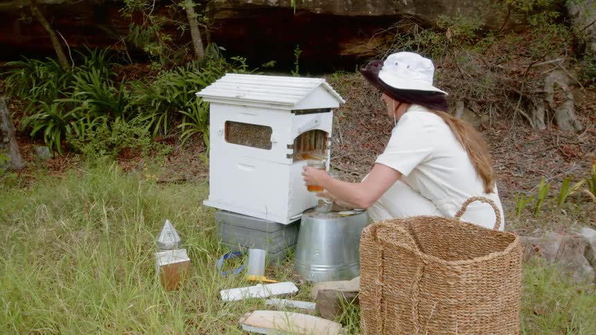 Smiling beekeeper collects honey from beehive