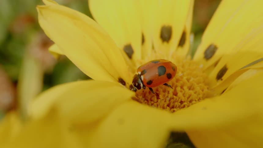 A ladybug on a yellow flower