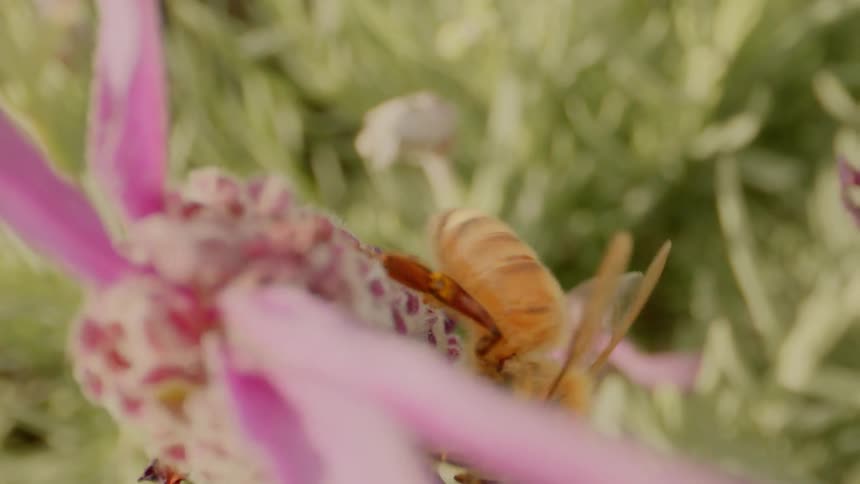A bee crawls over a pink flower on a summer day